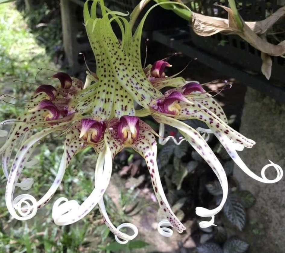 Rarities - Barefoot Orchids