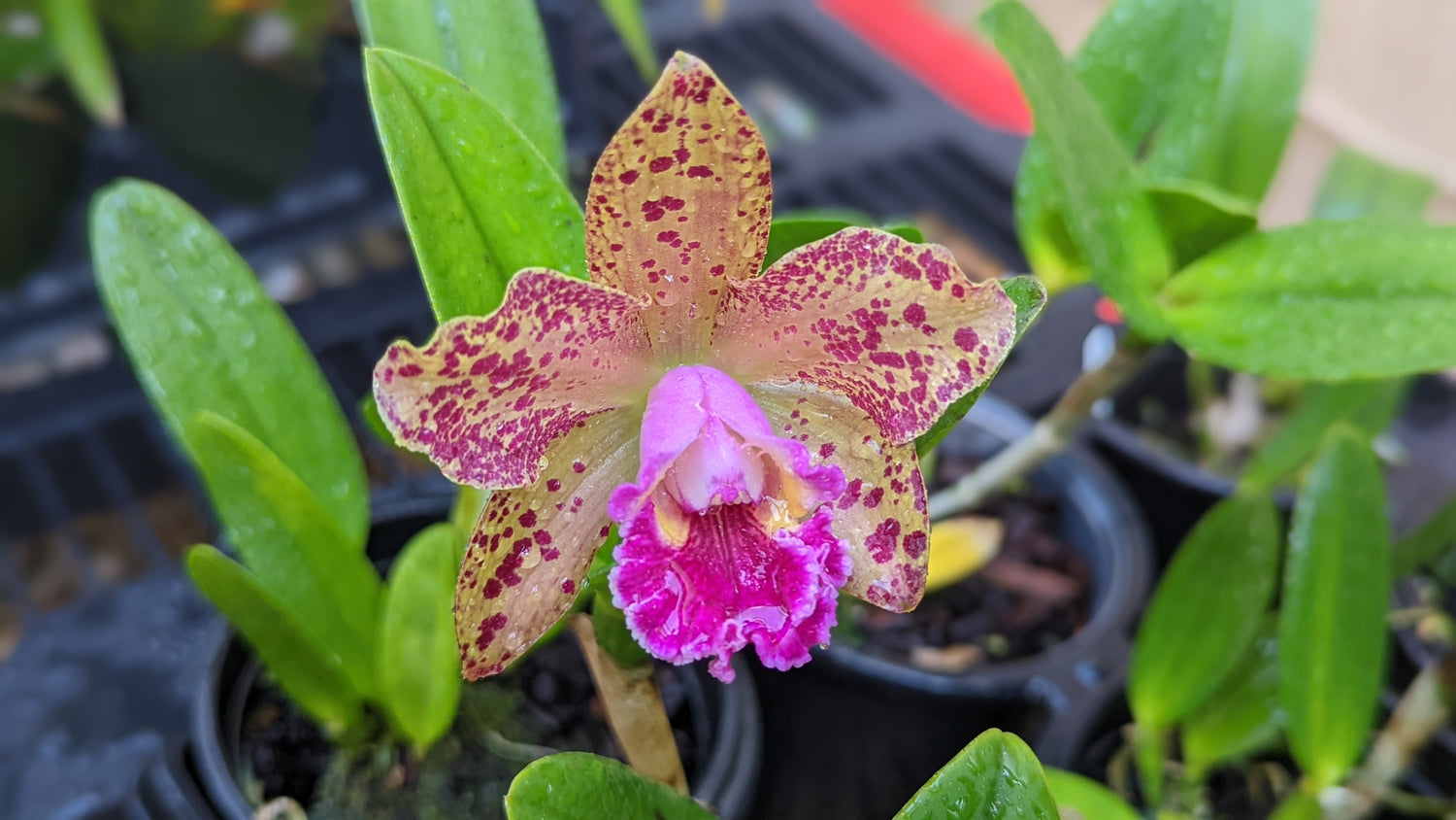 In Spike - Barefoot Orchids