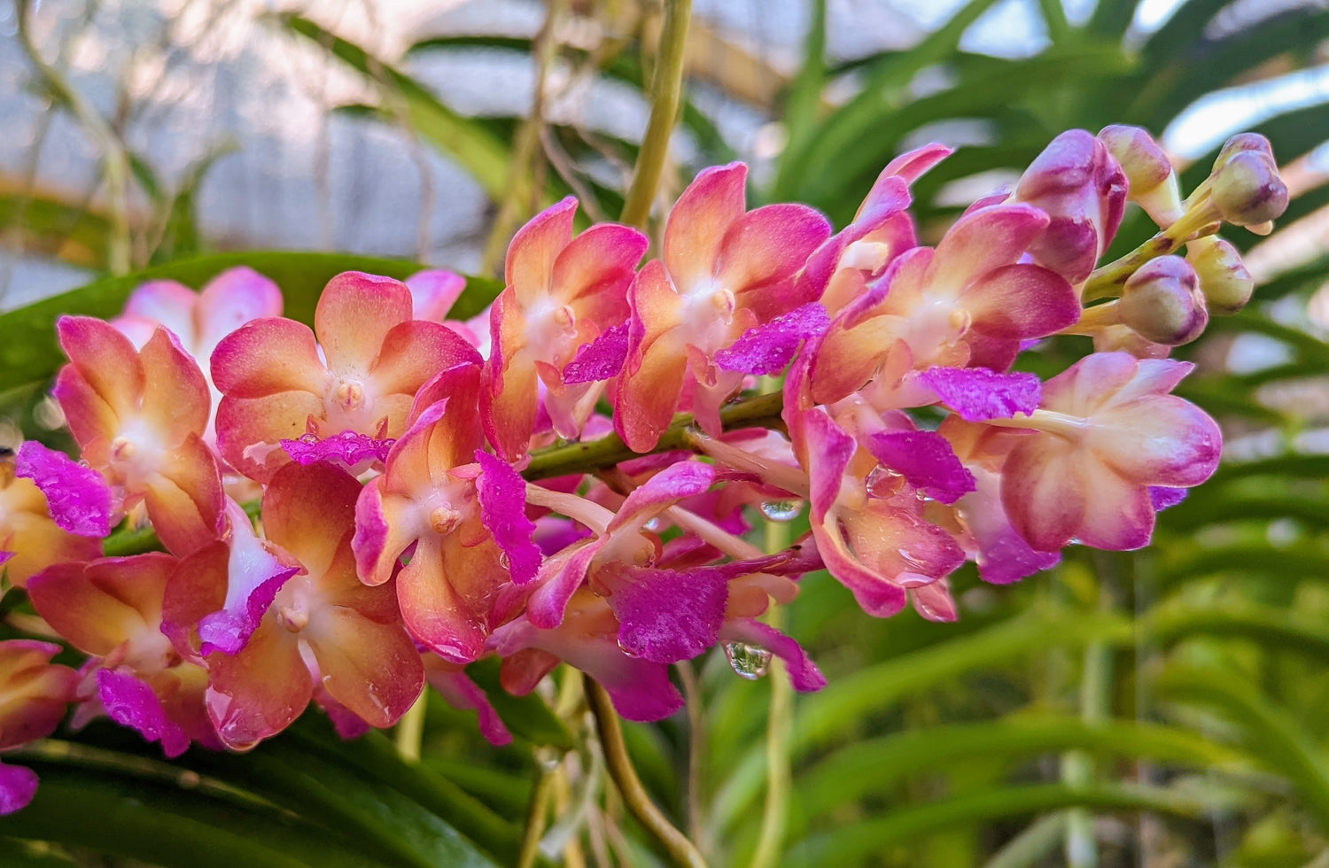 Vandas - Barefoot Orchids