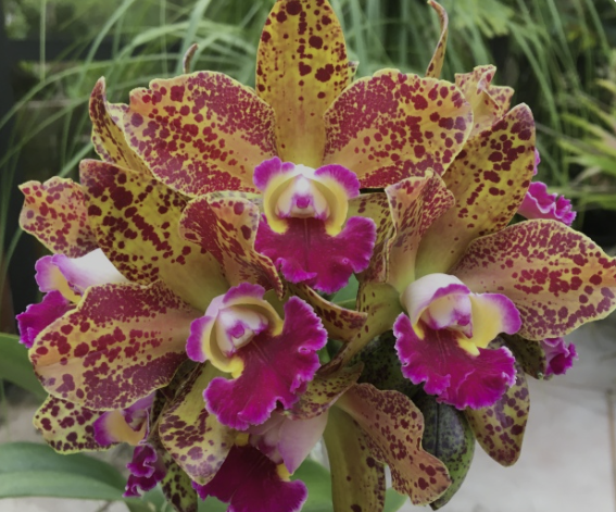 Cattleya - Barefoot Orchids