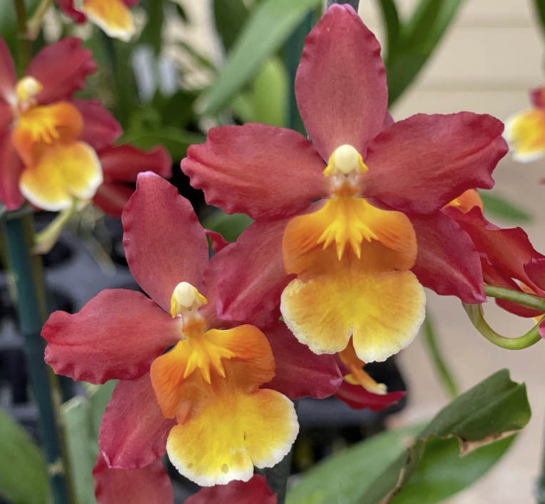 Oncidium - Barefoot Orchids