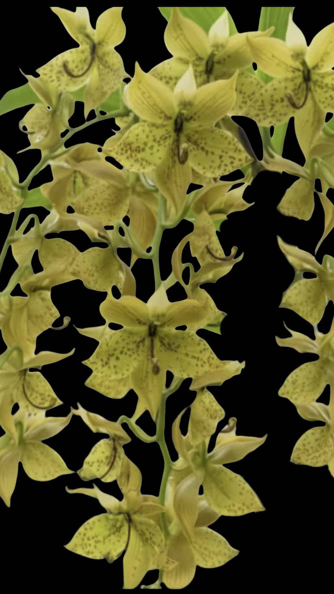 Cyc. lehmannii x Cyc. Brown's Choice 'Spotted Swan' | BS not in bloom