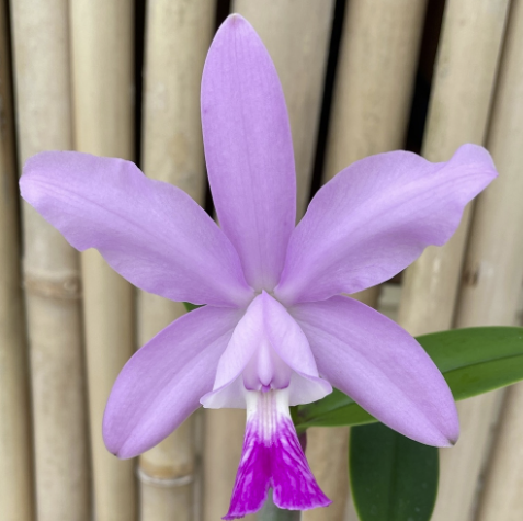 C. intermedia fma. amethystina 'Aranbern' x C. walkeriana 'Midnight Blue' | Live orchid | NBS not in bloom