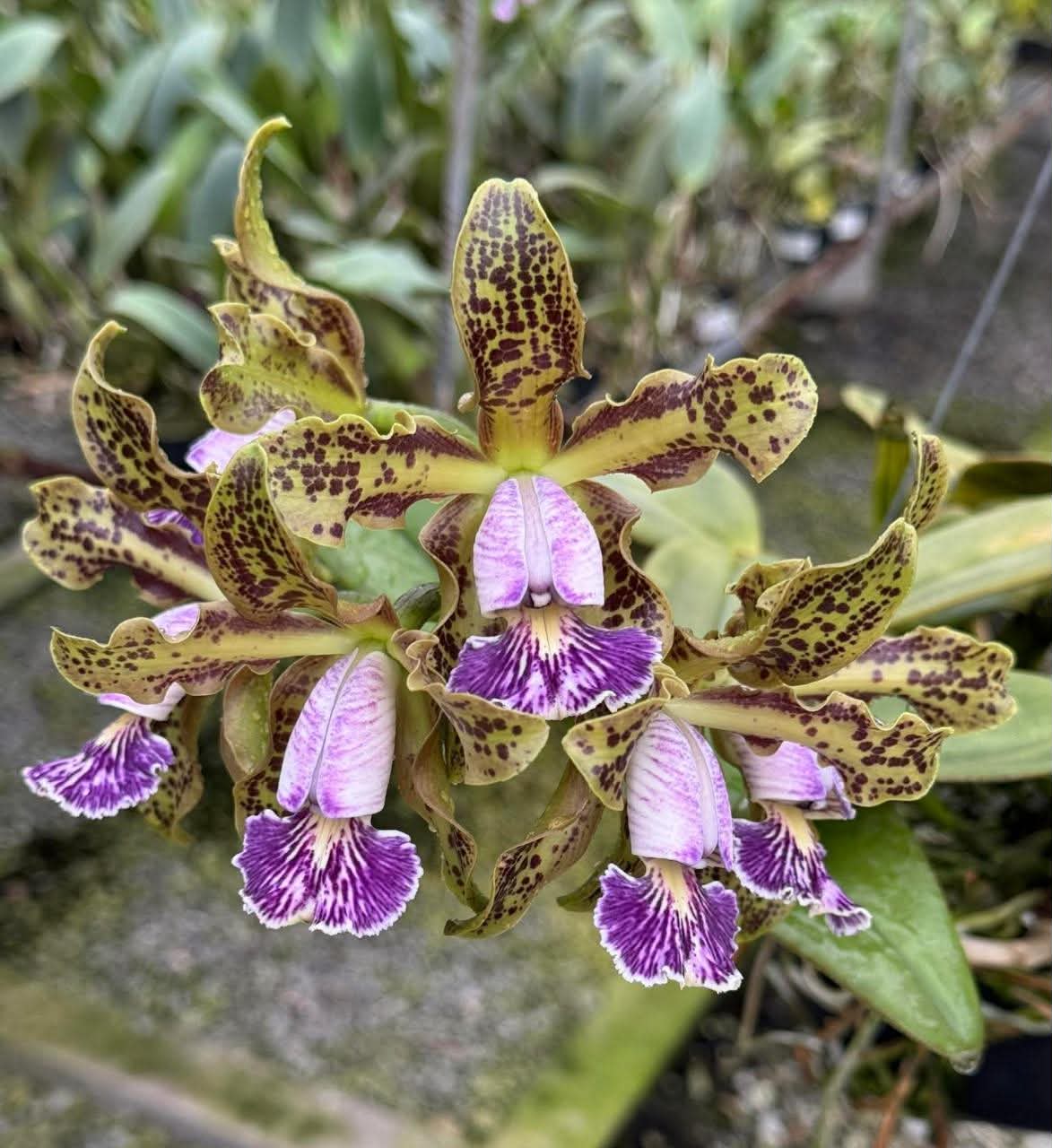 C. schilleriana coerulea x self | Bareroot New Import