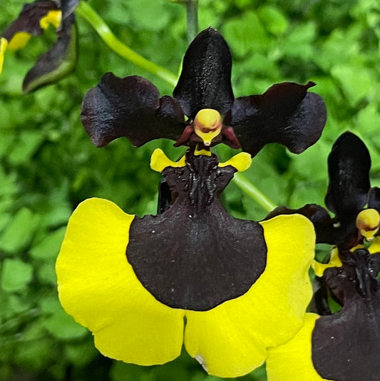 Gomesa Jiaho Queen 'Jia Ho' FCC/AOS. BS not in bloom