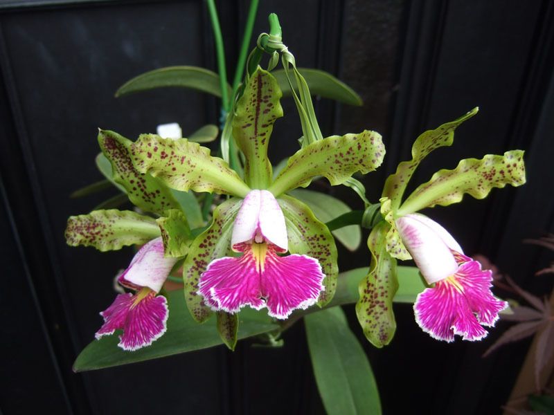 Cattleya schilleriana v. semi-alba 'Queen Emeraldas' AM/AOS | NBS 3" pot