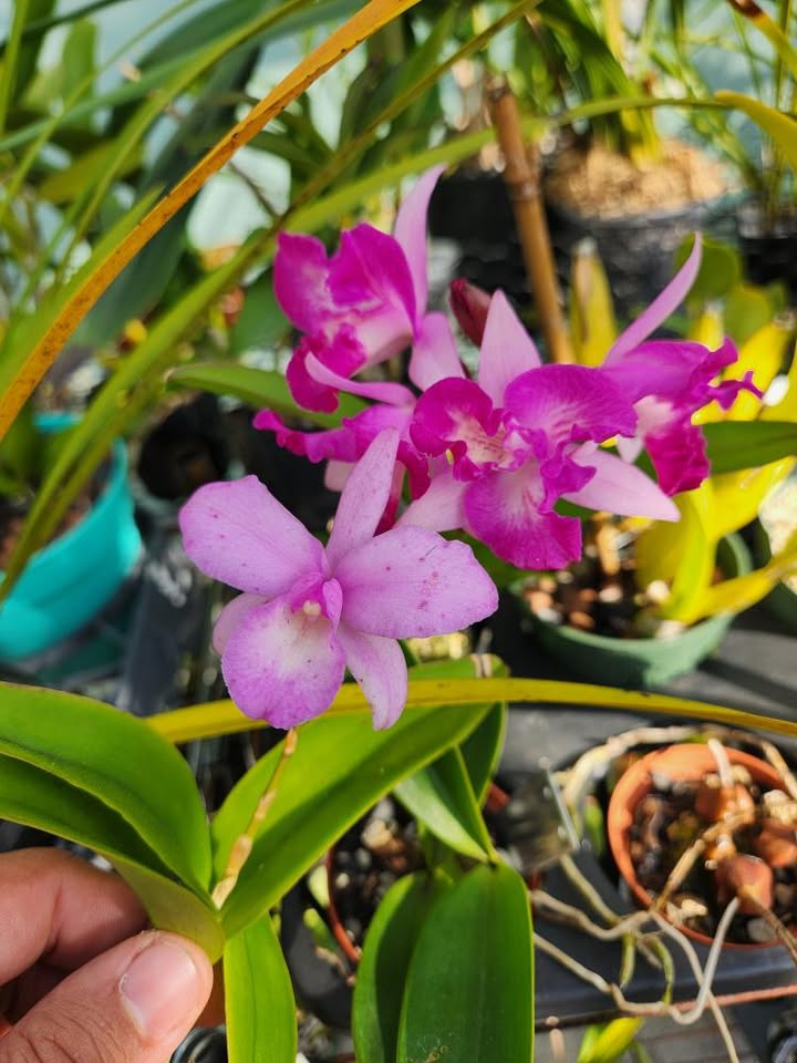 Guaricattonia Selsal's Little Jewel | Bloooming size not in bloom