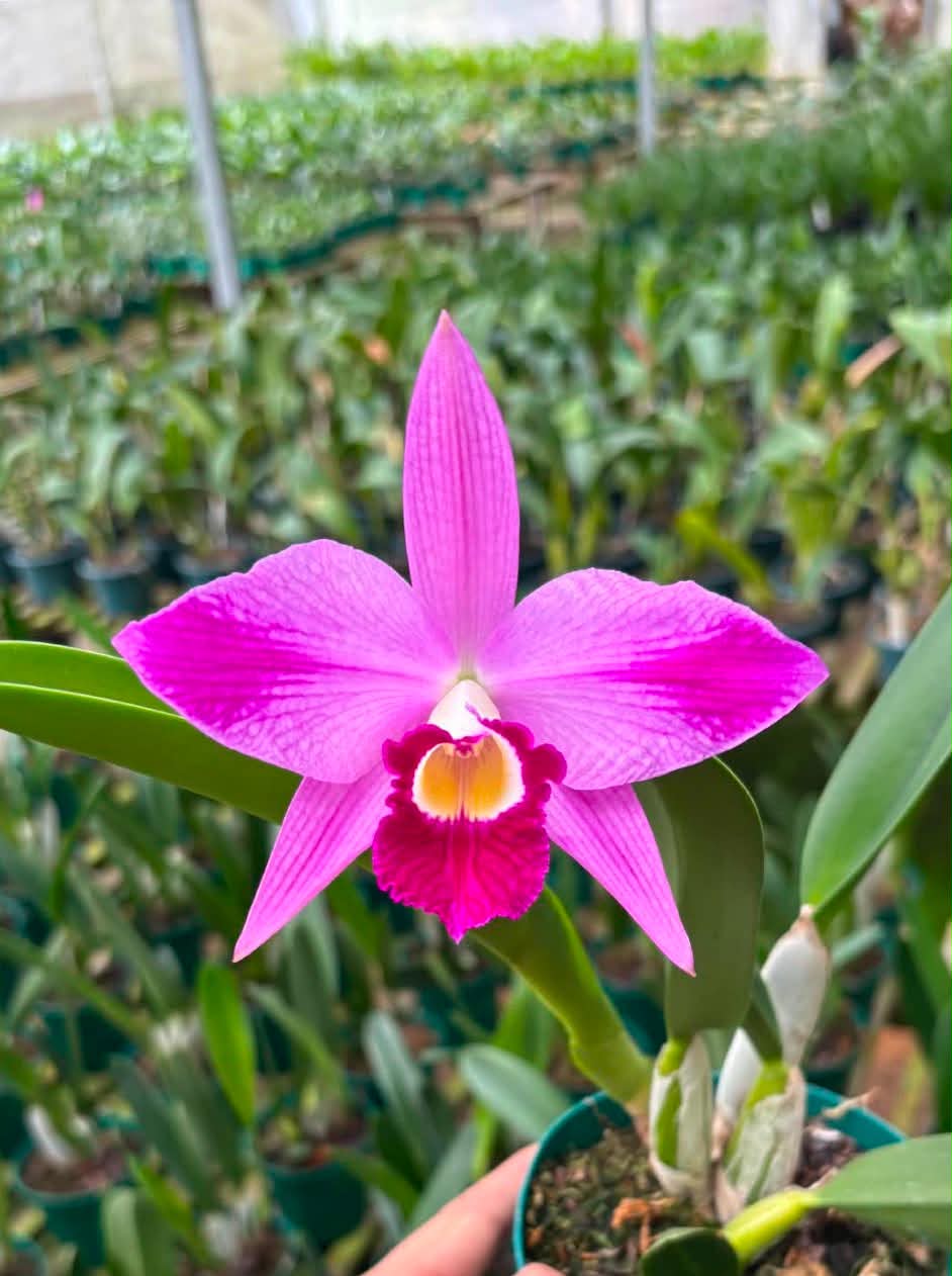 C. purpurata f. flamea x C. sincorana | Bareroot New Import