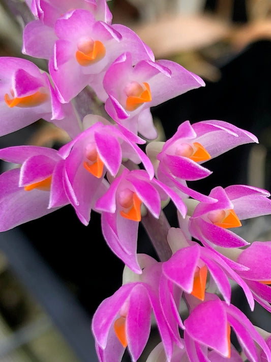 Dendrobium secundum alba x red | BS not in bloom