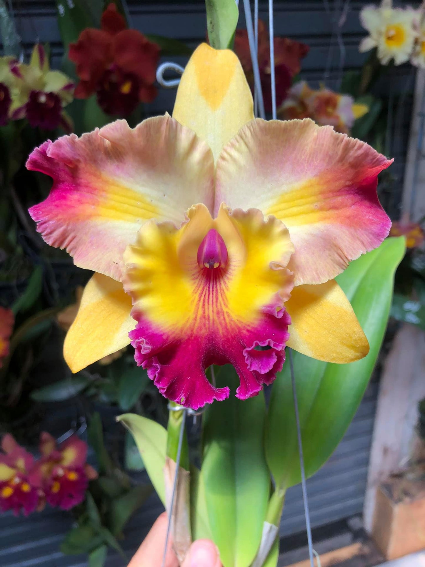 Rlc. Amazing Bangkok | BS 5" pot