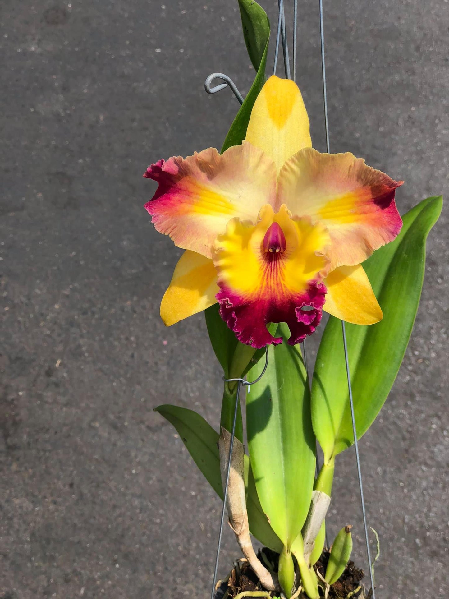 Rlc. Amazing Bangkok | BS 5" pot