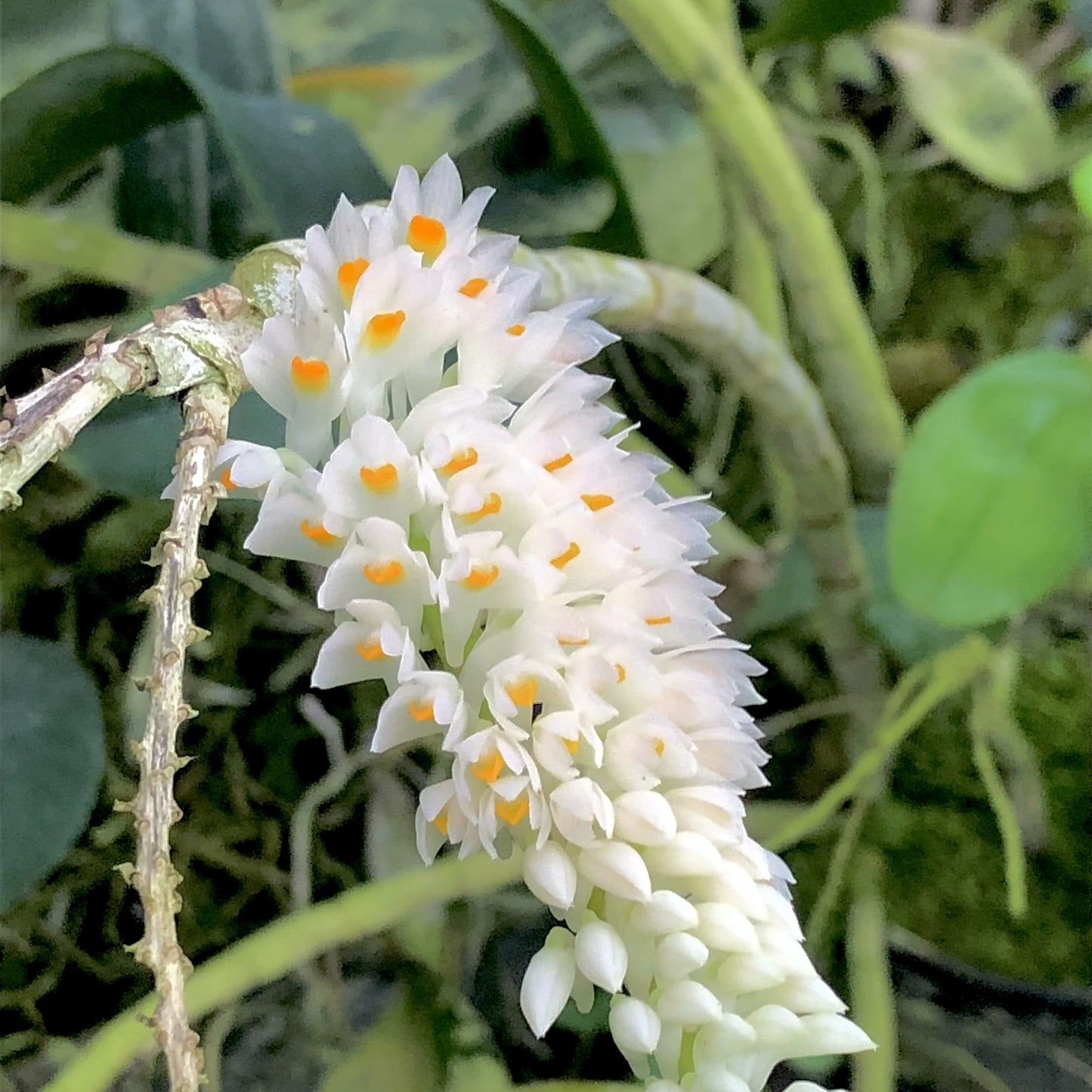 Dendrobium secundum alba x red | BS not in bloom