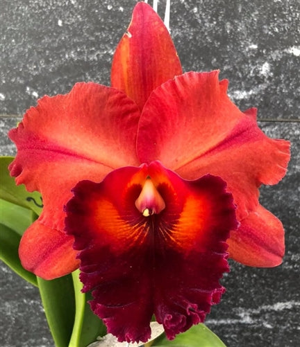 Rhyncholaeliocattleya Nebula Storm | NBS