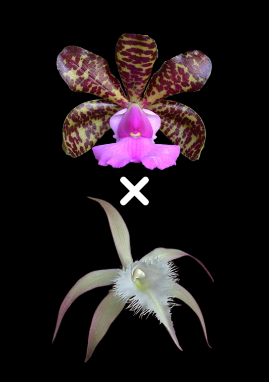 Bc. QF Carleen (aclandiae x David Sander) | BS not in Bloom