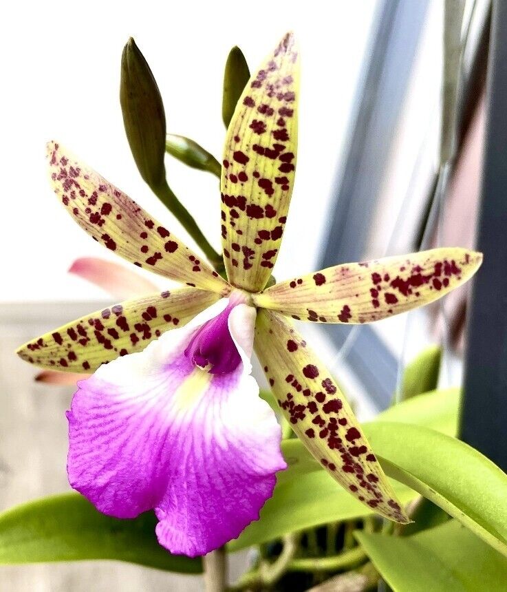 Bc. Teresa Ricci