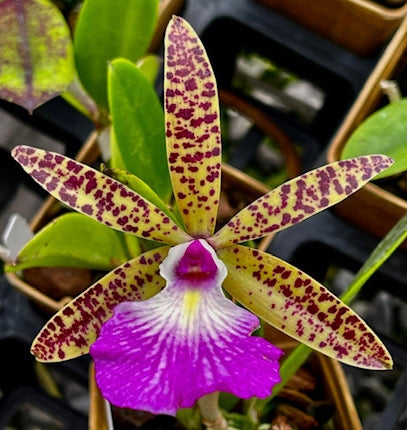 Bc. Teresa Ricci