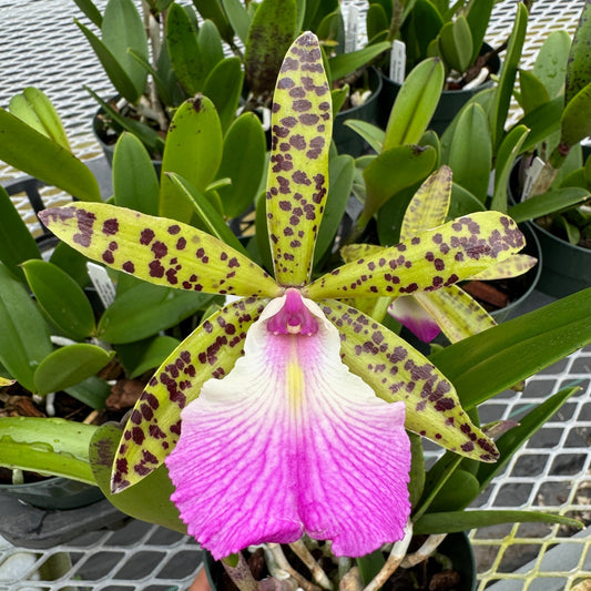 Bc. Theresa Ricci | BS not in bloom