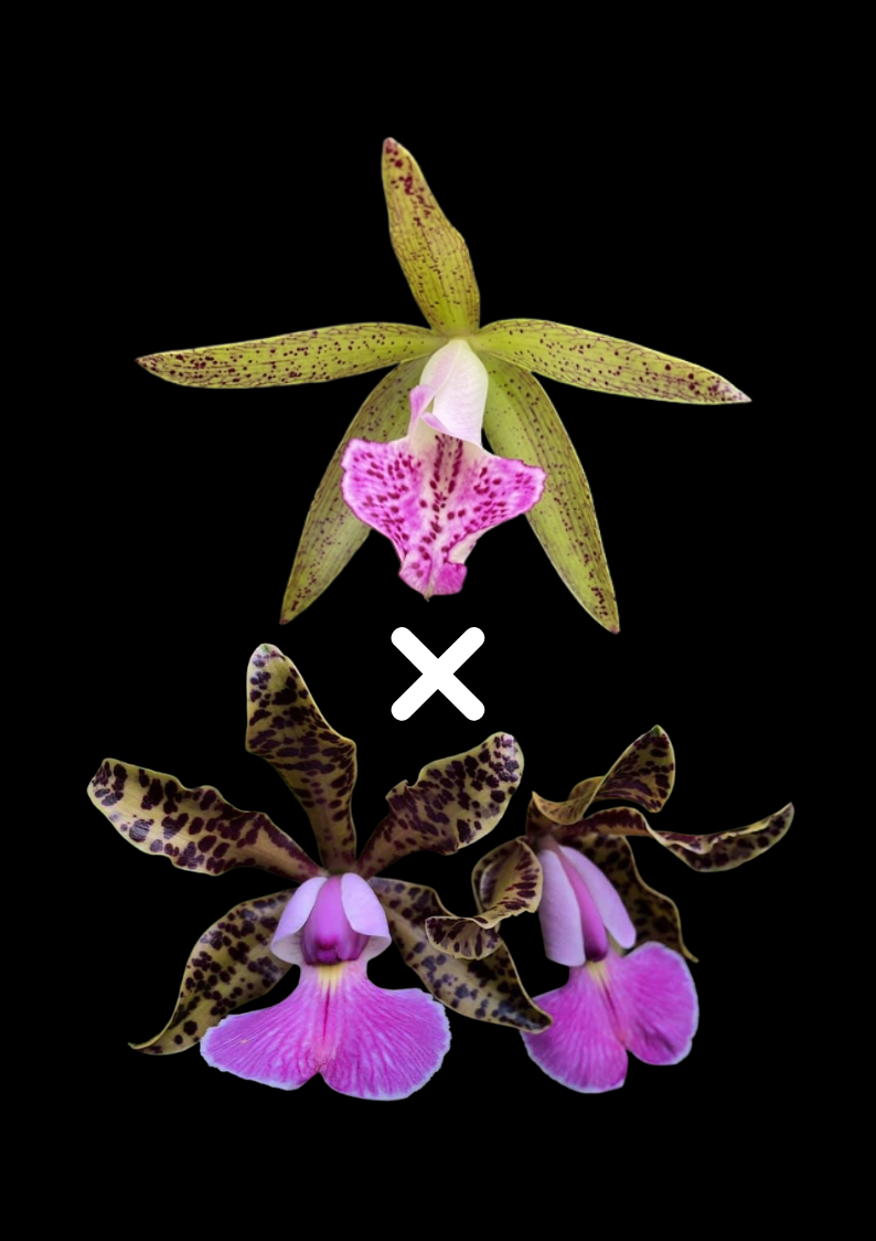 Bc. Tigrinodosa 4N '#2' x C. Peckhaviensis 'HOF' | BS not in Bloom