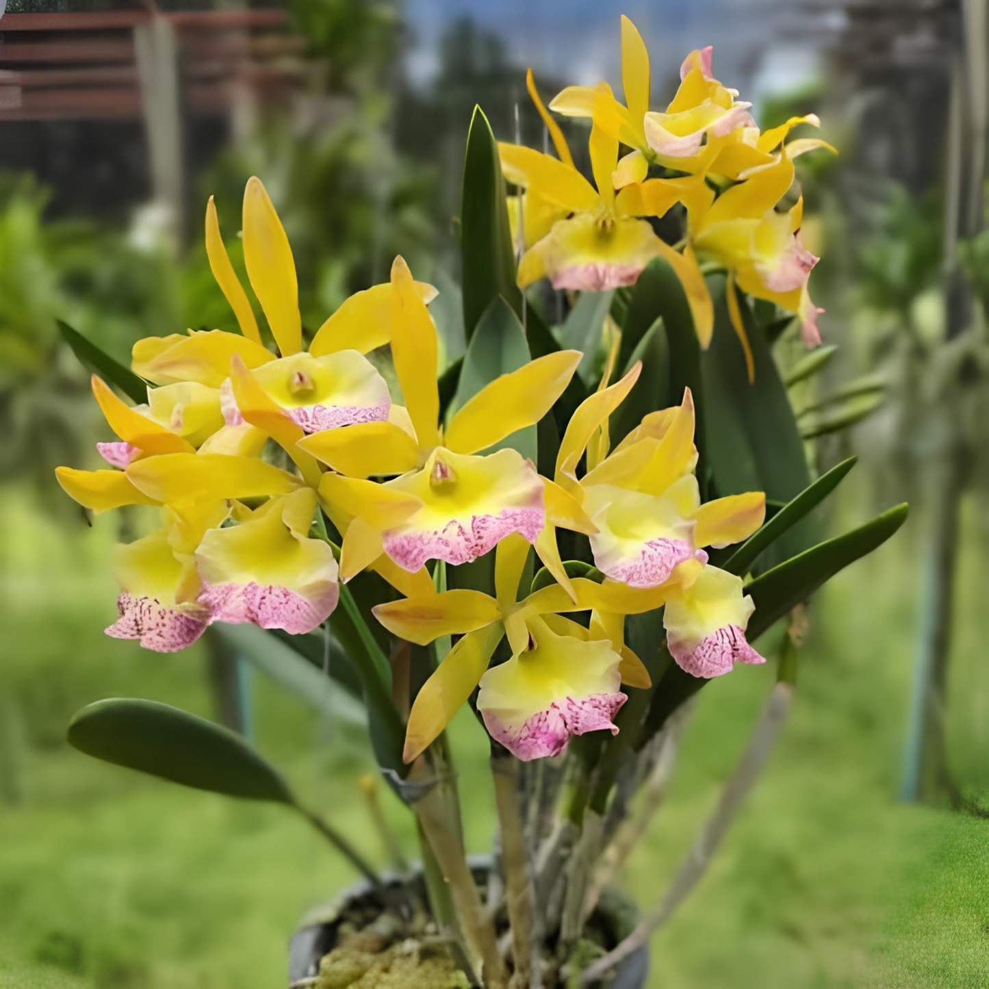 Bct. River Kwai Charming | BS not in bloom | Fresh Import