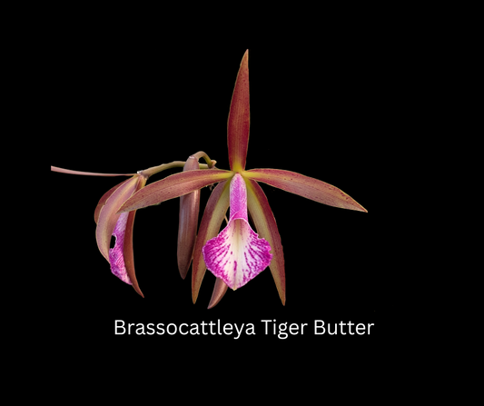 Bc. Tiger Butter | BS not in bloom