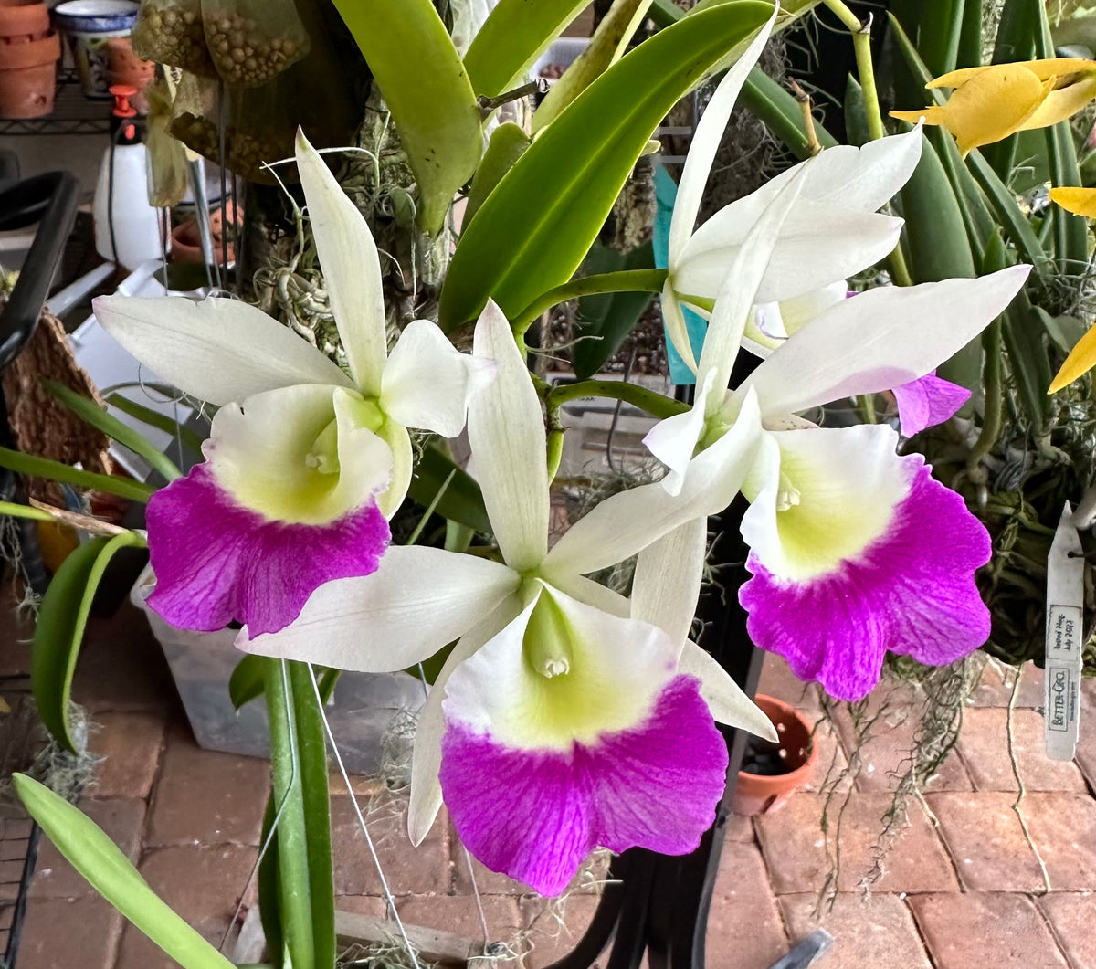 Bc. Windward Flare | BS not in bloom | 4" pot