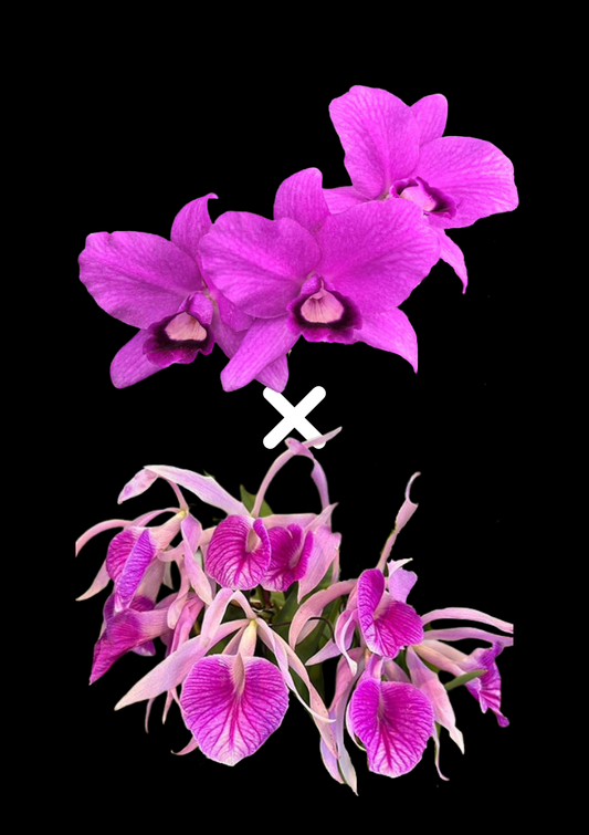 C. bowringiana 4N x Bc. Morning Glory 4N | BS not in Bloom