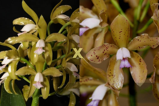 C. guttata creme x C. guttata 'Mangue Seco' | Seed grown cross | Species