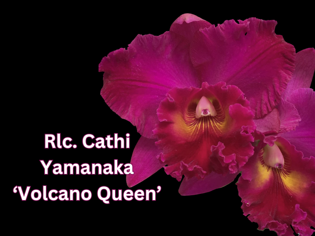 Rlc. Cathi Yamanaka ‘Volcano Queen’ | NBS | 4" pot