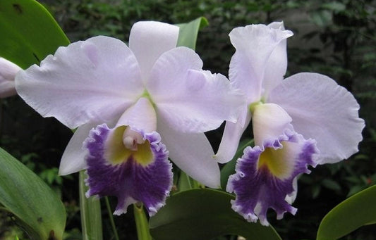Cattleya Hiroshima Melody 'Blue Geneie' | 4" pot not in bloom