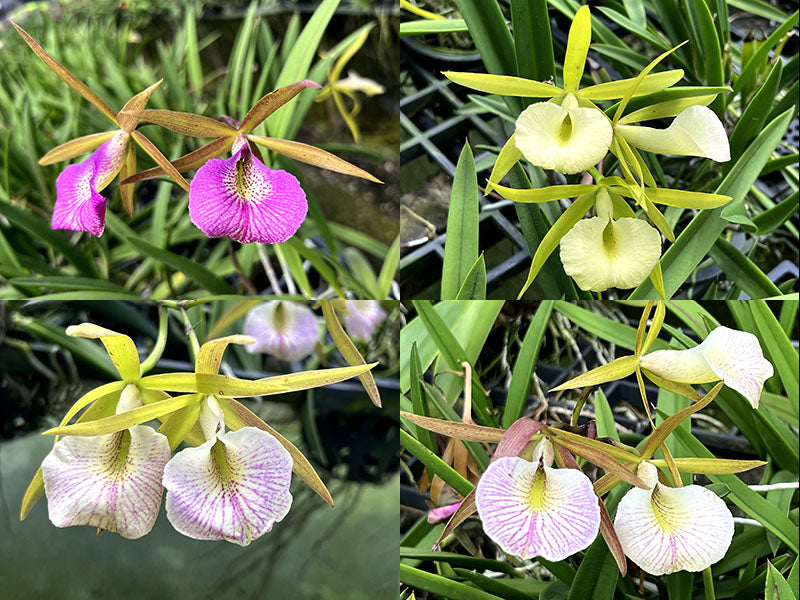 Cattleya Peckaviensis x Brassavola Rediculous | Blloming size not in bloom.