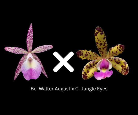 Bc. Walter August x C. Jungle Eyes | Blooming size not in bloom
