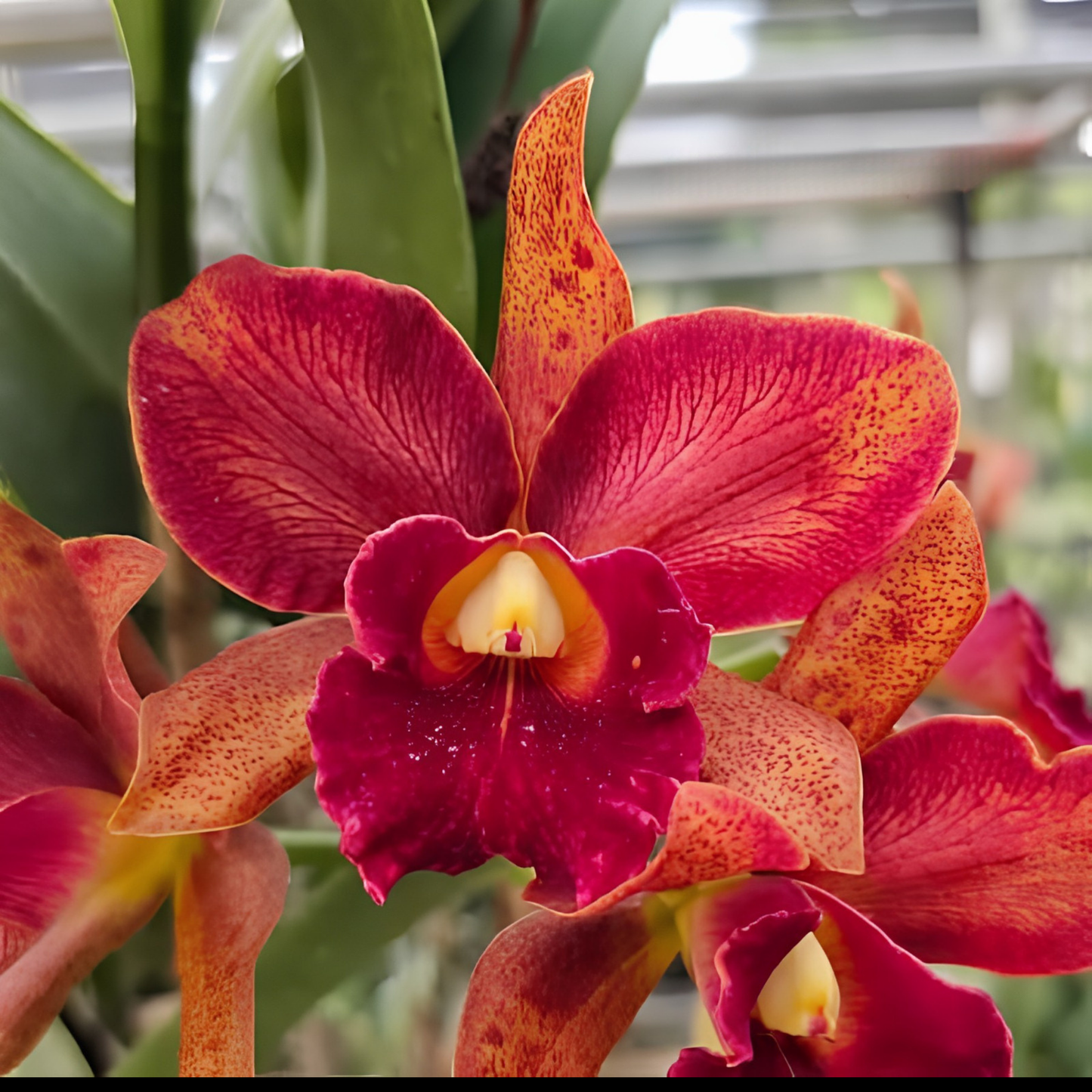 C. Red Jewel x Rlc. Waianare Leopard | BS Not in Bloom | Fresh Import