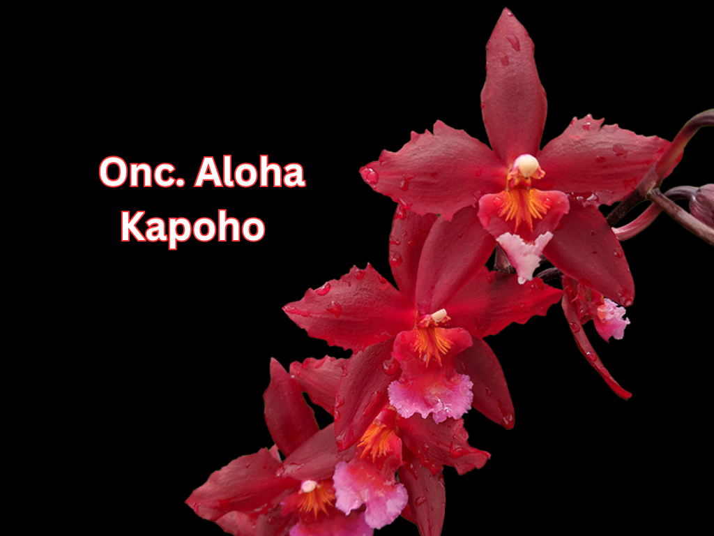 Onc. Aloha Kapoho | In spike/bud