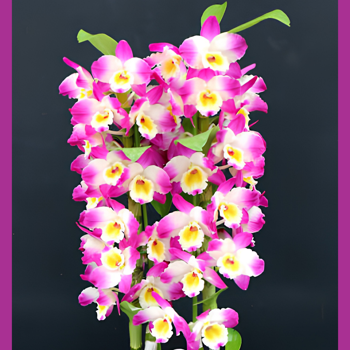 Den Pretty Girl ‘Angel’ | BS not in bloom | 4" pot