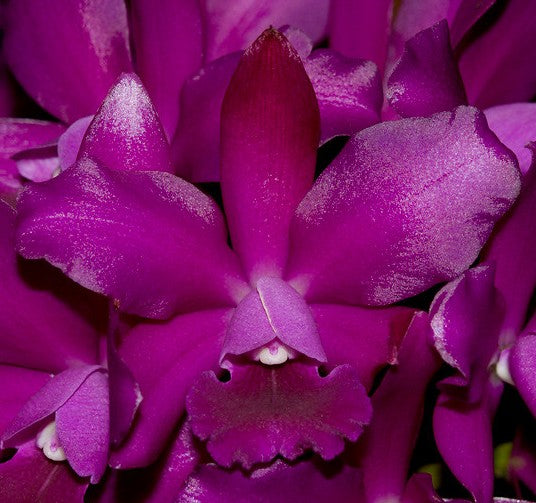 Pot. Hsinying Pink Doll 'Pink Doll' x Ctt. Bactia 'Grape Wax'