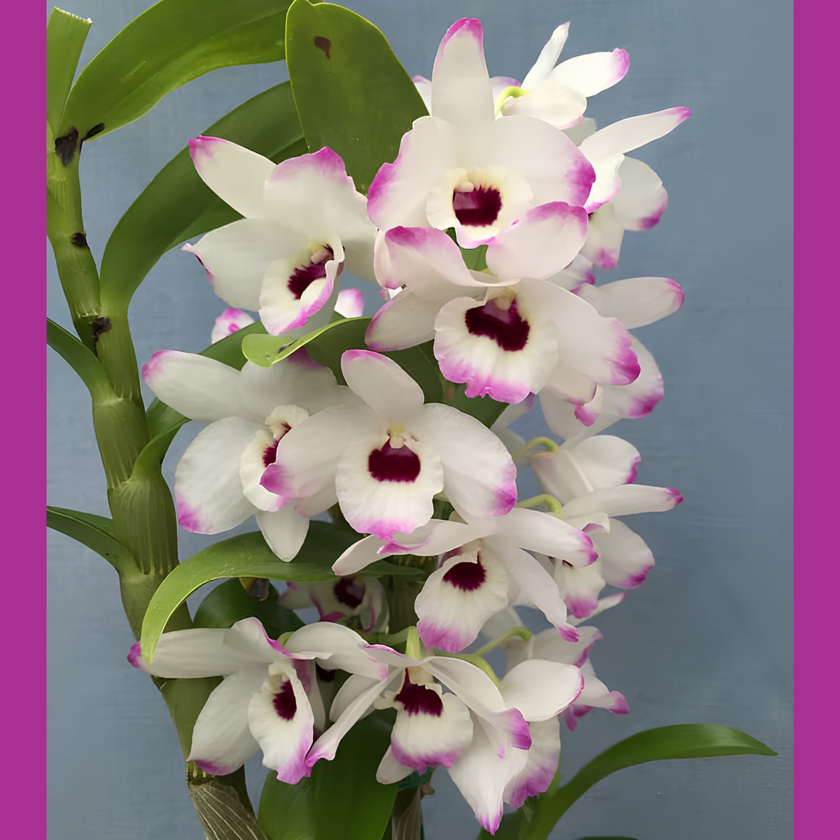 Den. Love Memory ‘Fizz’ | BS not in bloom | 4" pot