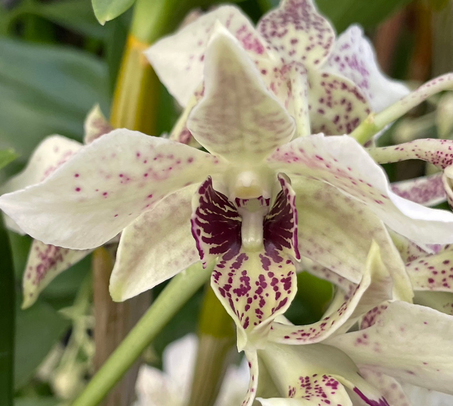 Den. Roy Tokunaga ‘Semi alba’ x sib | 4" Pots