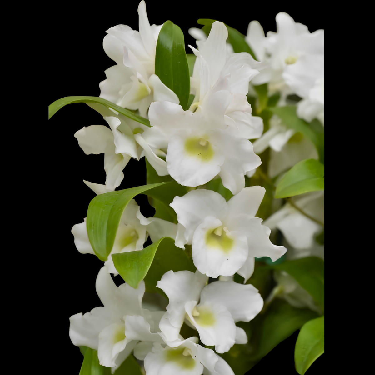 Den. Spring Dream ‘Apollon’ | 4" pot | BS not in bloom