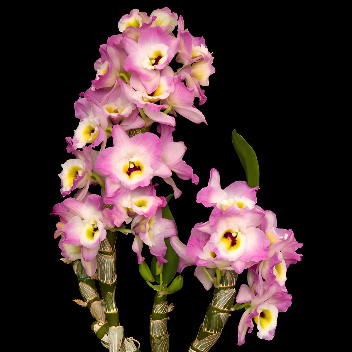 Den. Sweet Pinky ‘Love’ | BS not in bloom | 4" pot