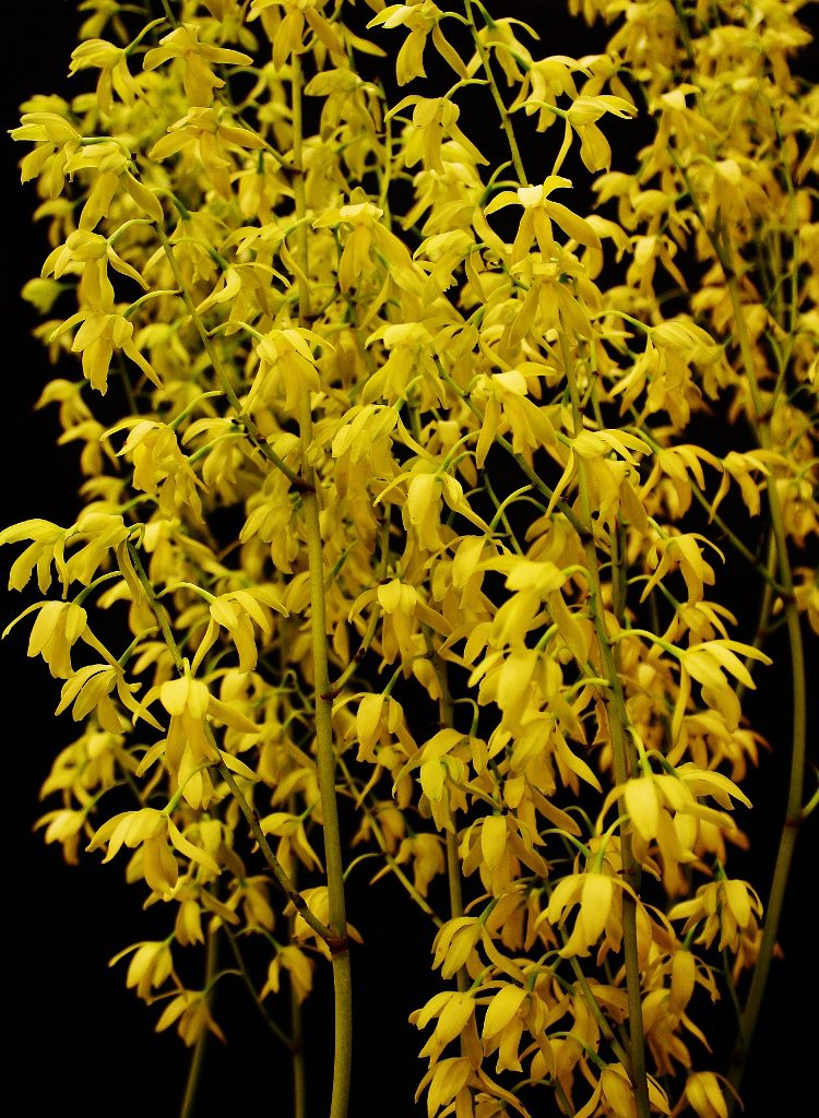 Encyclia rufa x sib | NBS