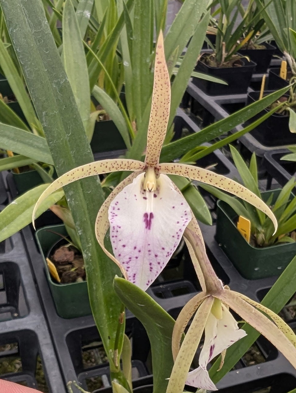 Psv. Nodoprismo (B. nodosa x Psh. prismatocarpa) | BS not in bloom