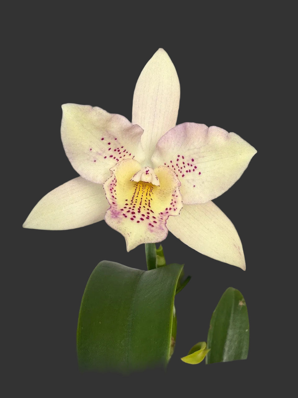 White orchid with pink center on a neutral background