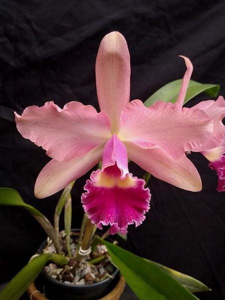 L. tenebrosa 4N x Blc. Nobile s Tropical Sunset | Bareroot New Import