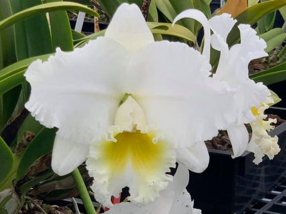 Rlc. Wendy Tanaka 'Volcano Queen' | BS 5" pot not in bloom