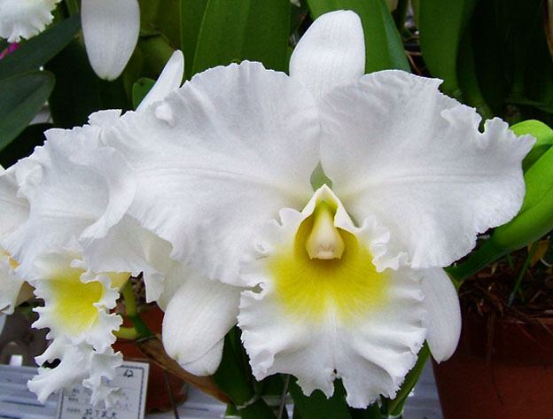 Rlc. Wendy Tanaka 'Volcano Queen' | BS 5" pot not in bloom