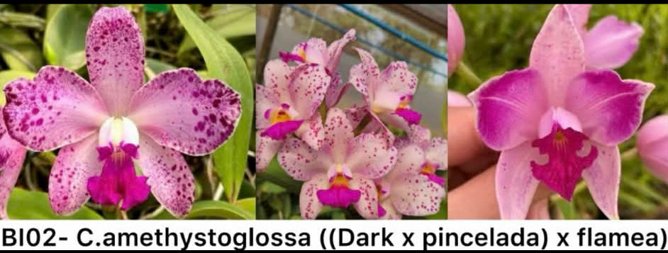 C. amethystoglossa (dark x pincelada) x flamea | BS not in bloom |