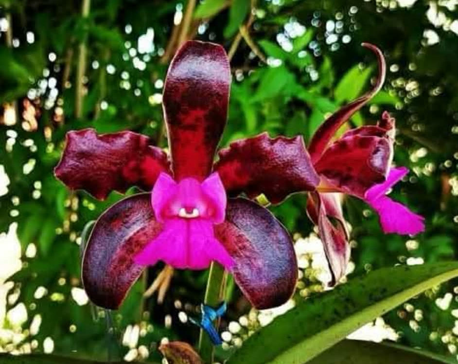 C. tigrina Dark Princess x self | BS not in bloom