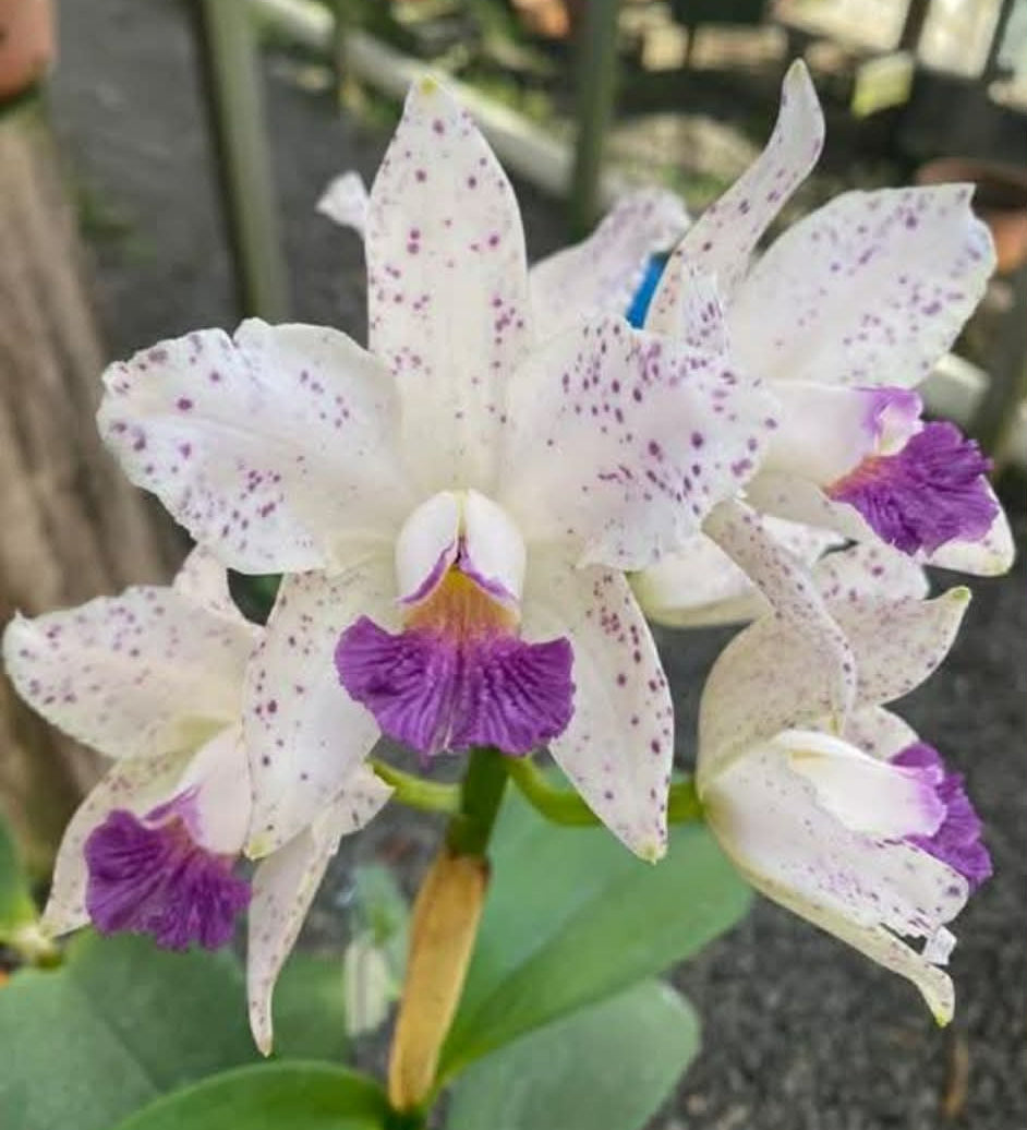 C. amethystoglossa v. coerulea (Lisa x Atalaia) | BS not in bloom | Bareroot