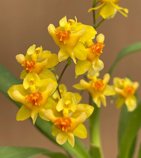In SPIKE Oncidium Twinkle 'Oro'