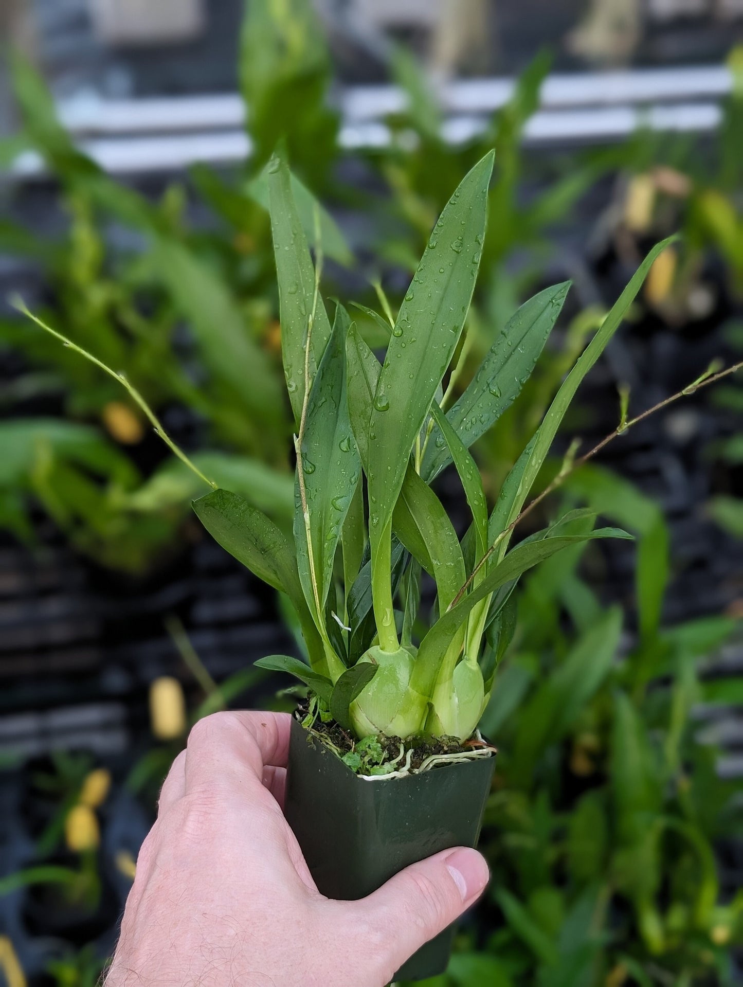 In SPIKE Oncidium Tsiku Marguerite